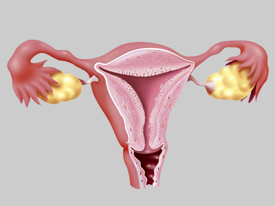 anatomy for uterusE