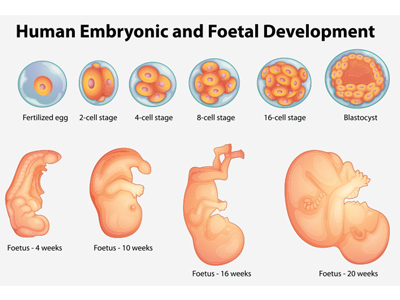 foetal development